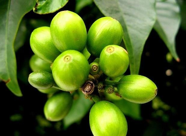 Green Coffee Bean Extract 3