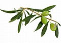 Olive Leaf Extract