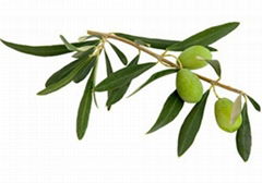 Olive Leaf Extract