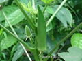 Okra 1