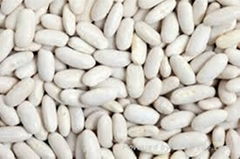 white kidney beans