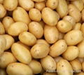 potato 3