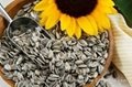 sunflower seeds 2
