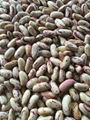 light speckled kidney beans.long shape