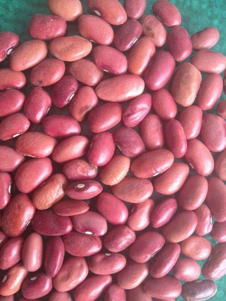 small red kidney beans 5