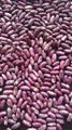 purple speckled kidney beans 5