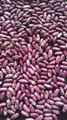 purple speckled kidney beans 4