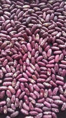 purple speckled kidney beans