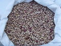 light speckled kidney beans.round shape