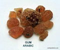 gum arabic 3