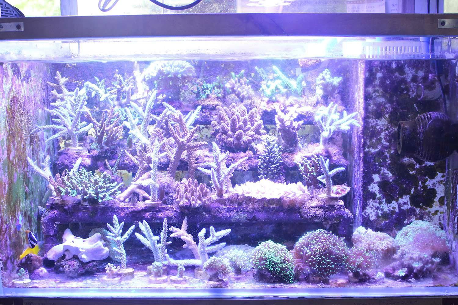 LED Aquarium light  5