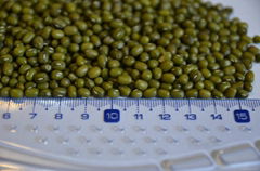 green mung beans