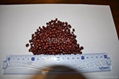 ADZUKI BEAN 1