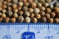 CORIANDER SEEDS