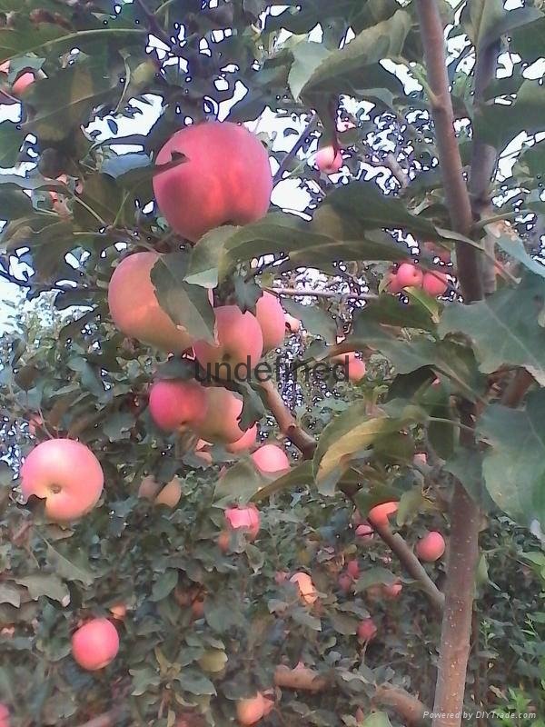 陕西高山红富士苹果