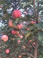 陕西高山红富士苹果 1