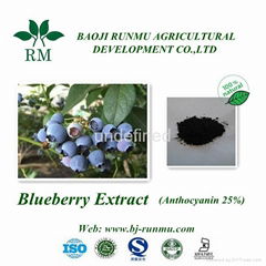 blueberry extract anthocyanidins 25%