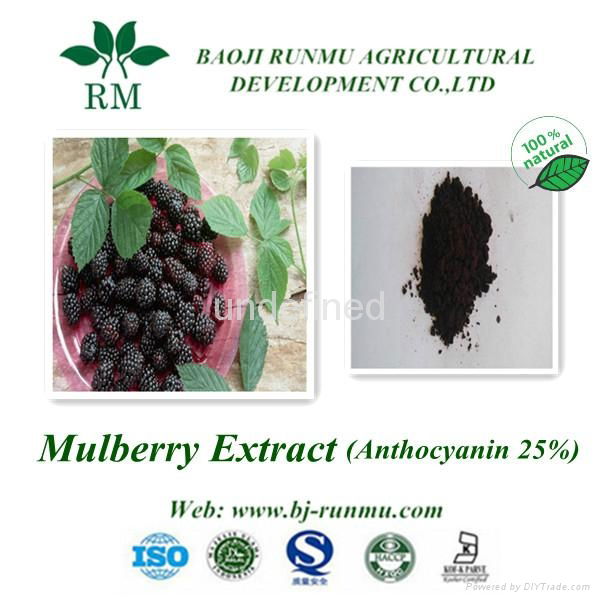 mulberry extract anthocyanidins 25%