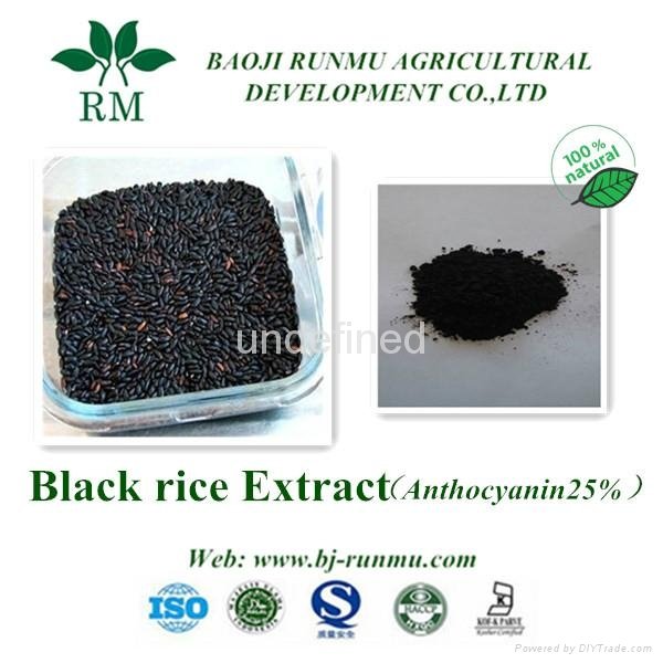 black rice extract anthocyanidins 25%