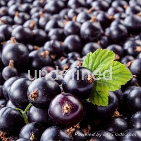 black currant extract anthocyanidins 25%