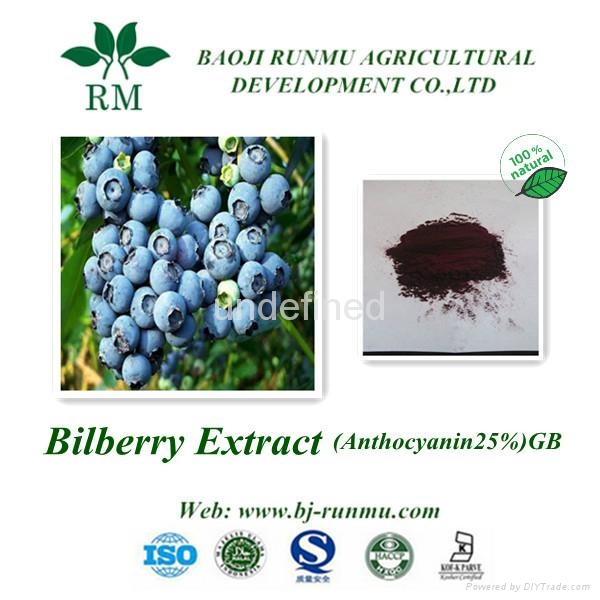 China bilberry extract anthocyanidins 25 YJ001A25 RUNMU (China