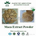 Maca( Lepidium meyenii ) extract powder