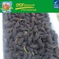 IQF frozen mulberry 1