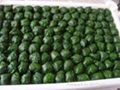 frozen spinach ball 1