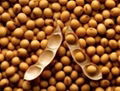 Soya bean 1