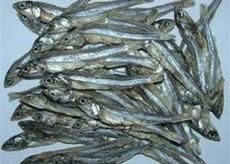 dried anchovy