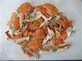 Dried crab shell 1