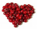 Cranberry Extract 1