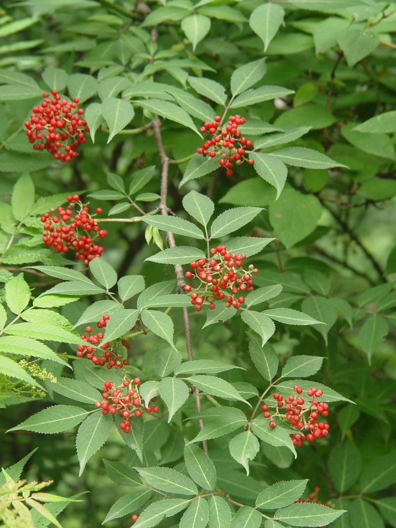 Elderberry Extract