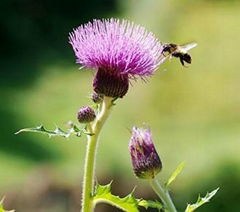 Milk Thistle Extract