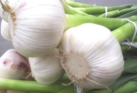 Garlic Extract