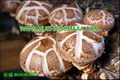 Bulk Organic Magic Whole Smooth Shiitake Mushroom 1