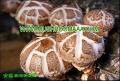 Bulk Organic Magic Whole Smooth Shiitake Mushroom