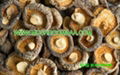 dry shiitake mushroom