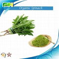 Spinach Extract Organic spinach powder