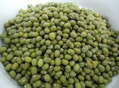 Best Quality Green Mung Beans