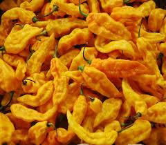 yellow pepper 3