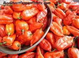 fresh pepper 3