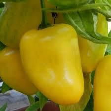 fresh pepper 5