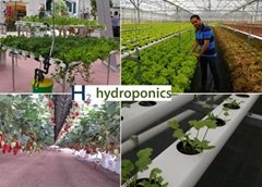 NFT hydroponic system for saving water