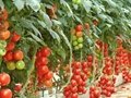 hydroponic and climate controllers for agricultural greenhouses