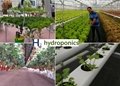 multi span  greenhouses for commercial production 
