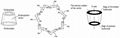 beta cyclodextrin molecular weight Beta-cyclodextrin