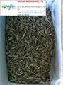 DRIED ANCHOVY 1