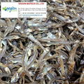 DRIED ANCHOVY 2