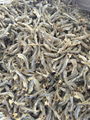 DRIED ANCHOVY 4